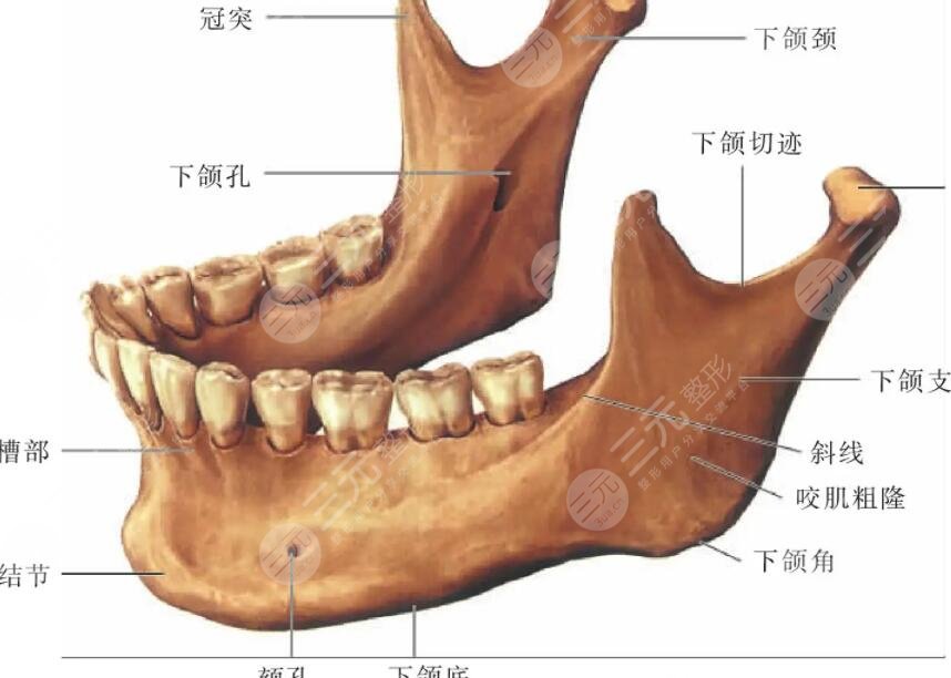 下颌角