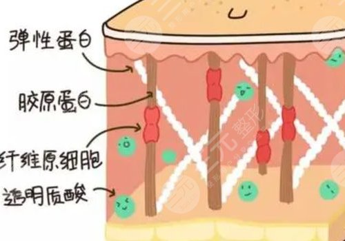 胶原蛋白对脸皮松弛有没有用?